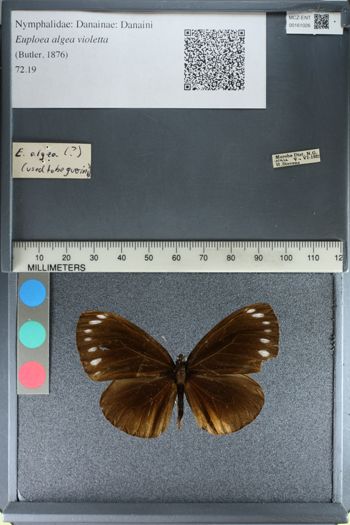 Media type: image;   Entomology 161026